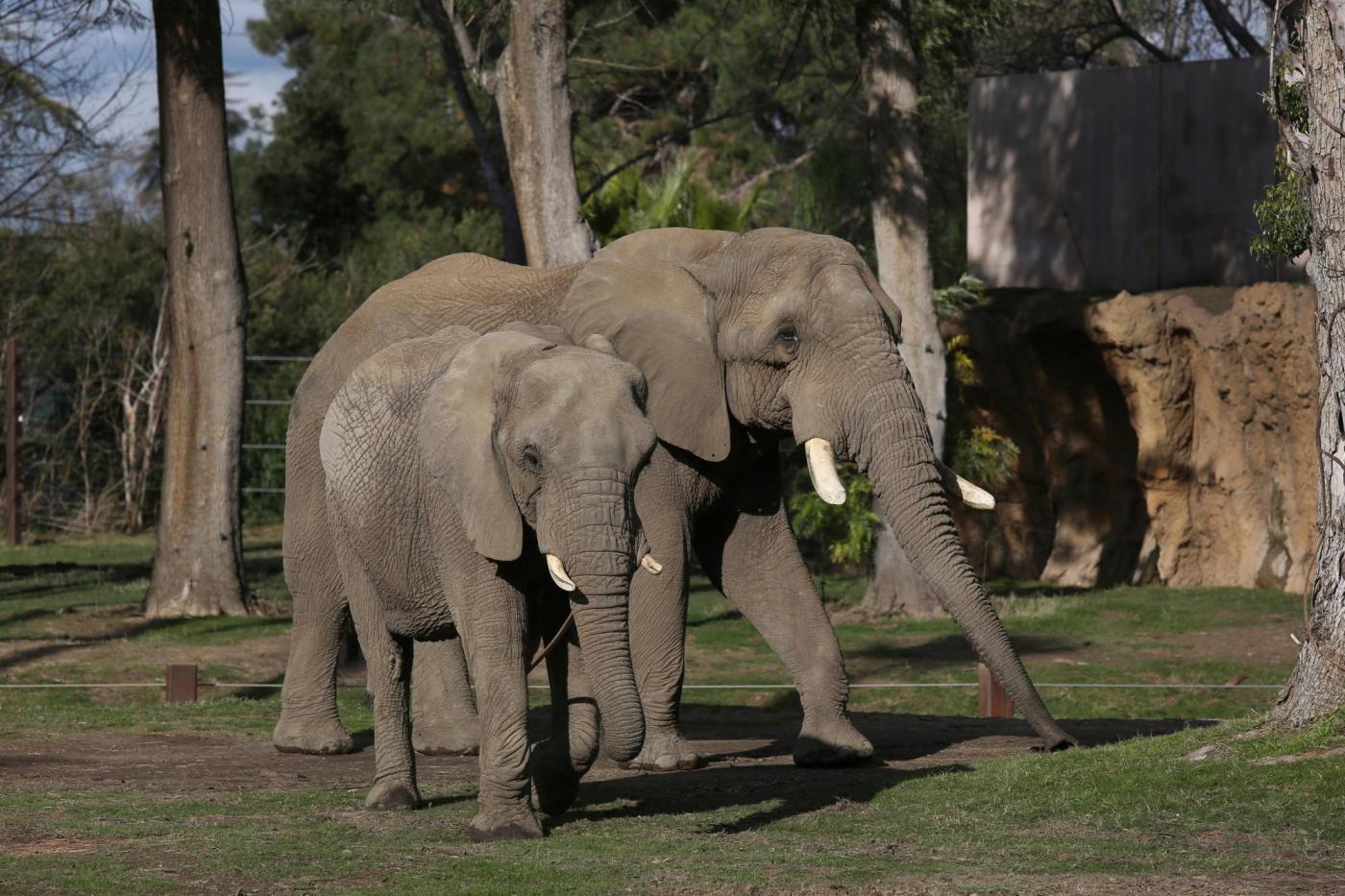 Elephants are not “legal persons” under the law, Colorado Supreme Court rules