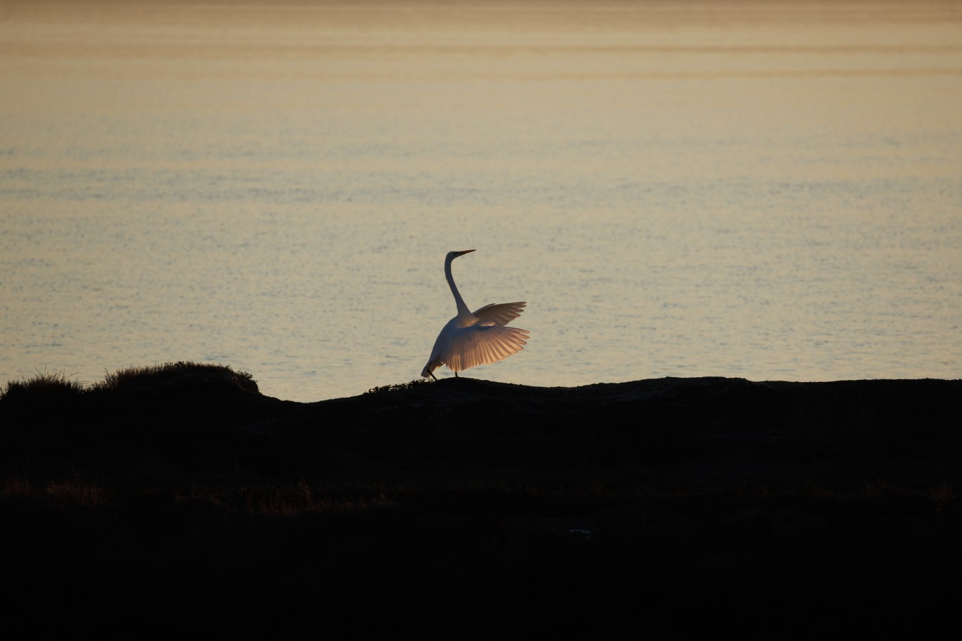 Where We Live: Nature illuminated at Coyote Hills Regional Park