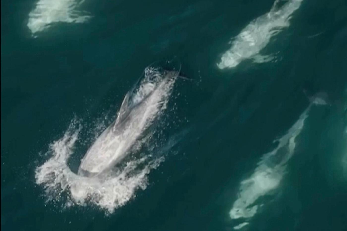 Rare video captures super pod of 2,000 dolphins breaching and playing off Monterey Bay coast