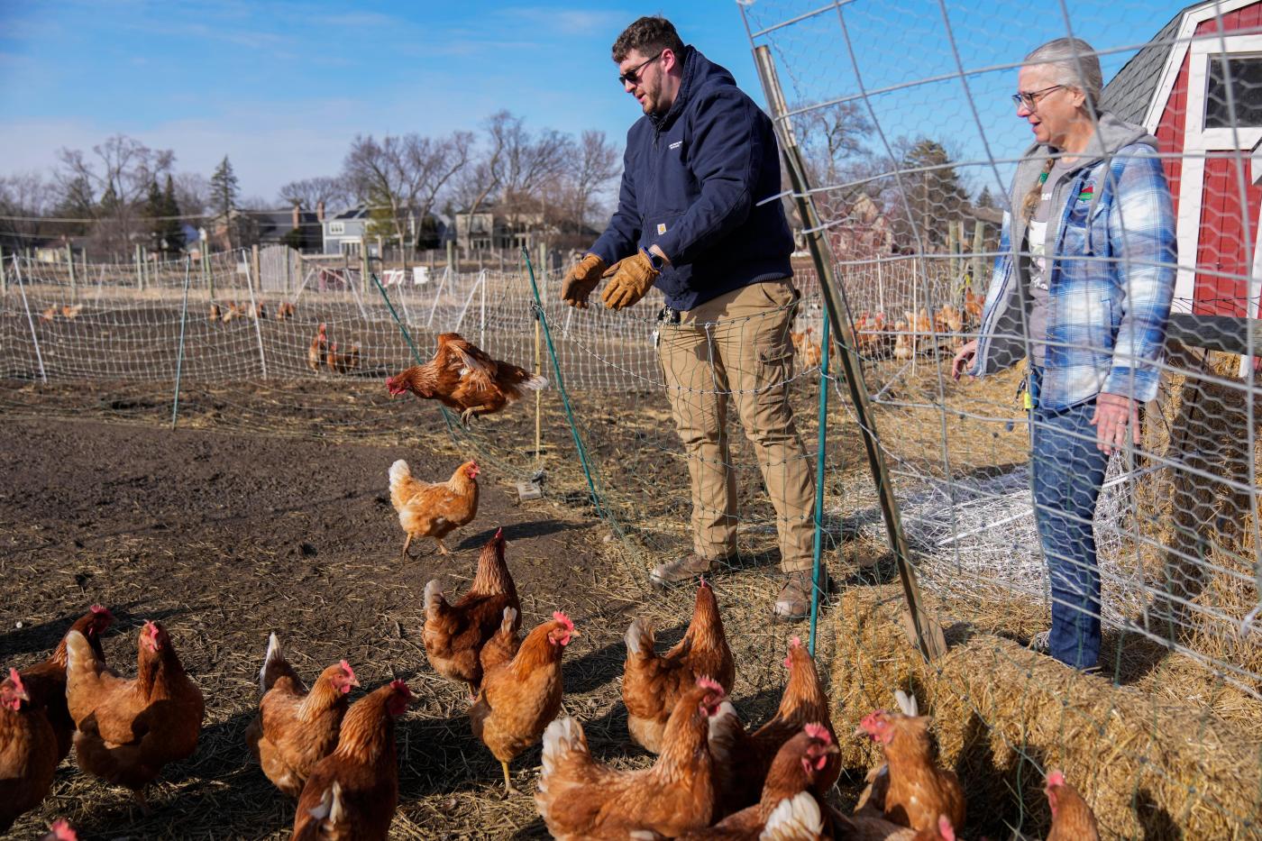 Can suspending a cage-free egg law solve the soaring price problem? One state takes a crack at it