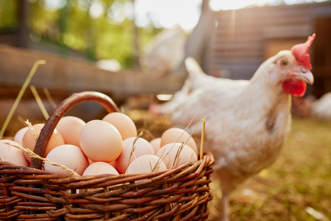 Can San Jose woman get chicks from store-bought eggs?