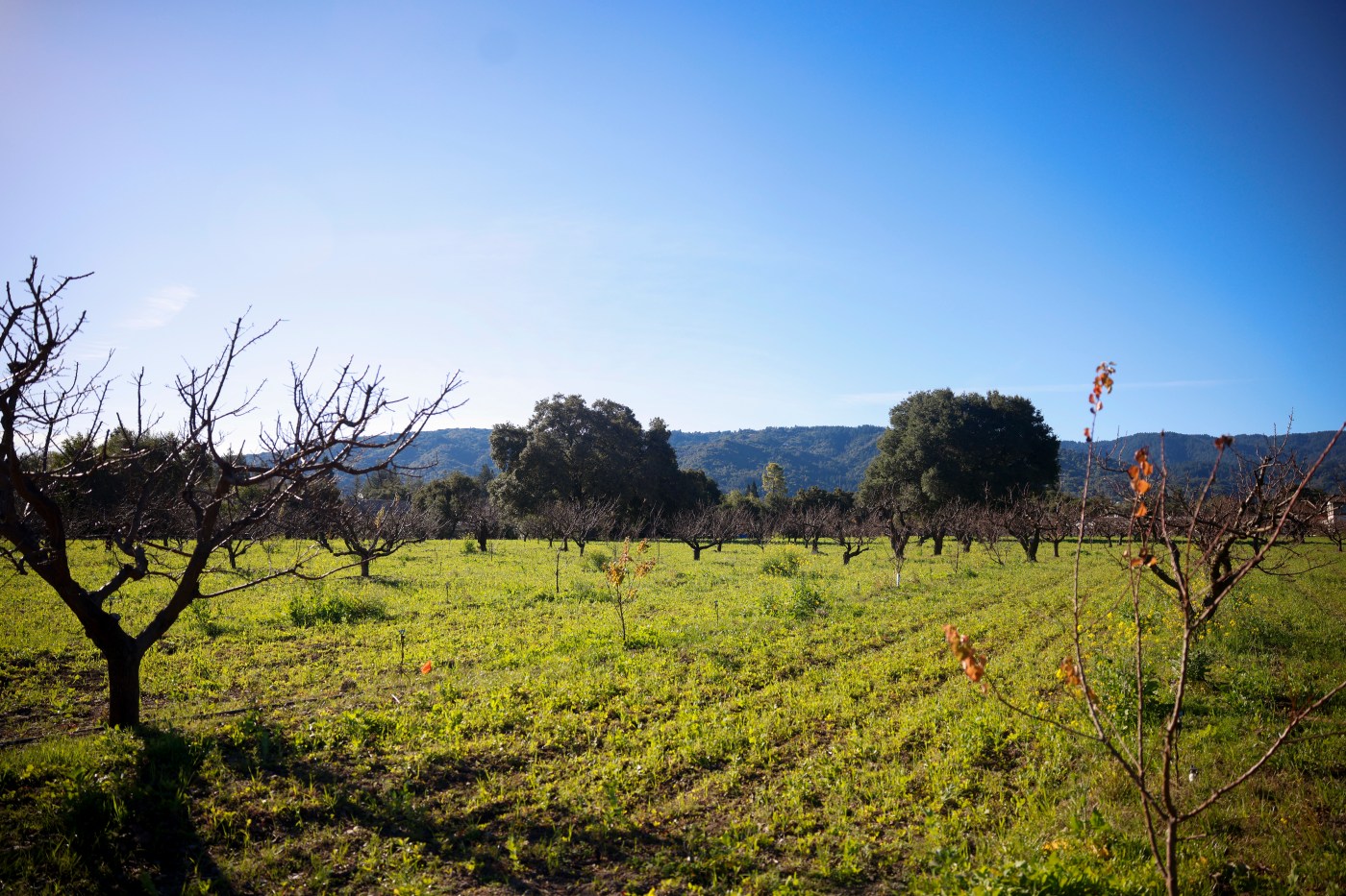 Saratoga clears path for commercial operation to restart at heritage orchard