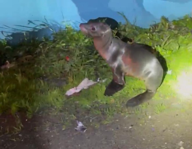 Sea lion pup wanders onto Highway 101, makes splash