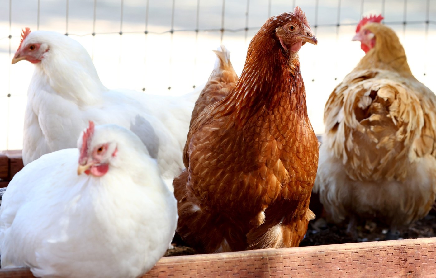 First H5N1 bird flu case confirmed in San Mateo backyard flock