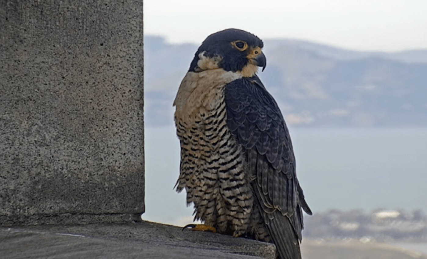 Berkeley falcon Annie is missing, and her watchers are worried about bird flu