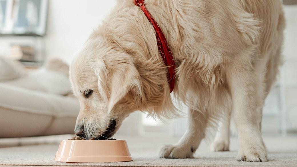 Best dog food for weight management