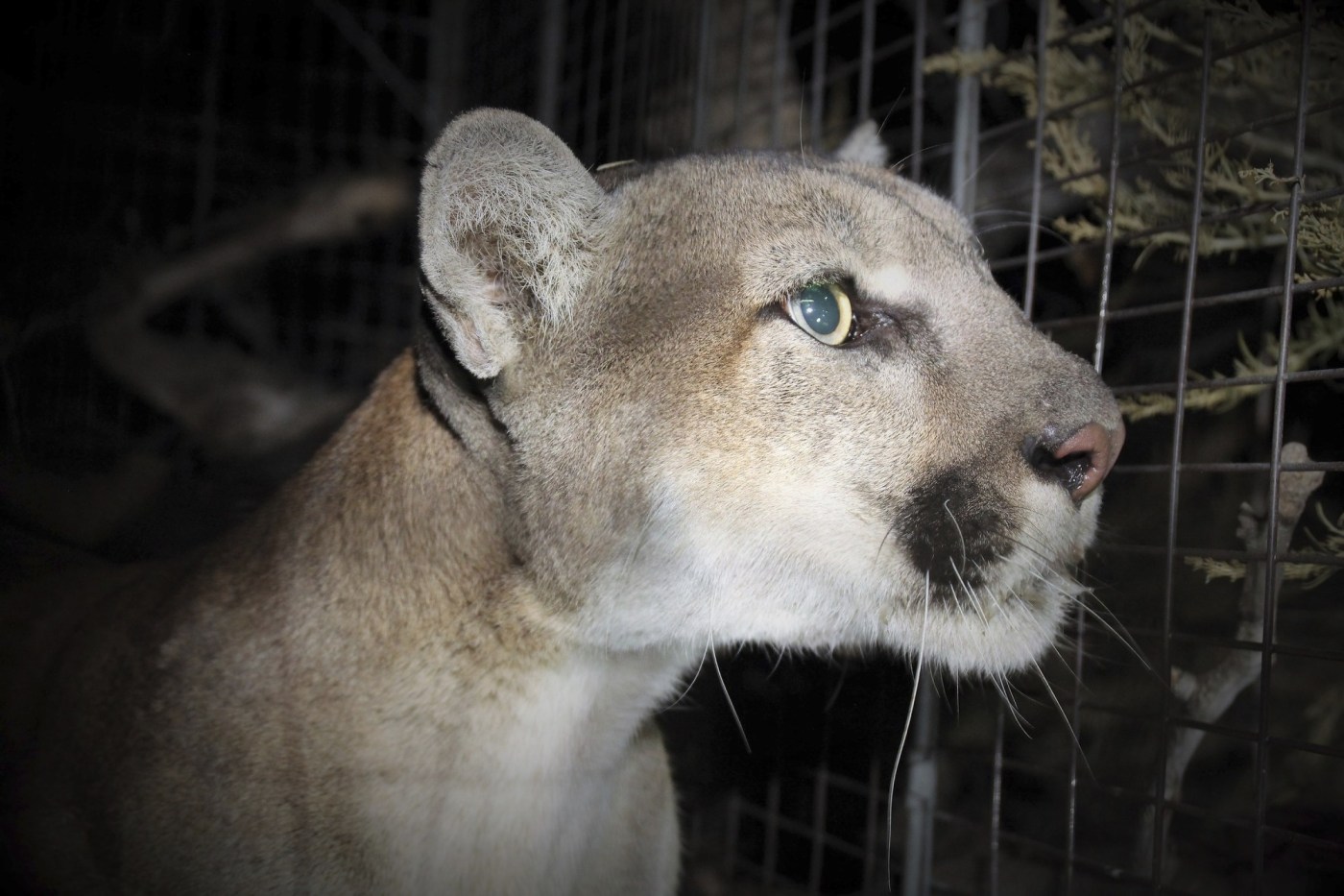 Mountain lions could be ‘hazed’ by pursuers with dogs under California proposal