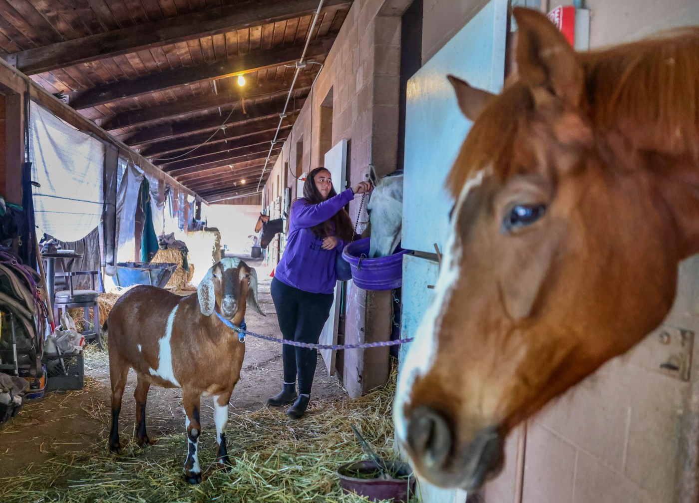 End of NorCal horse racing forces ‘back side’ families out of tack room shelters, RVs and Pleasanton schools