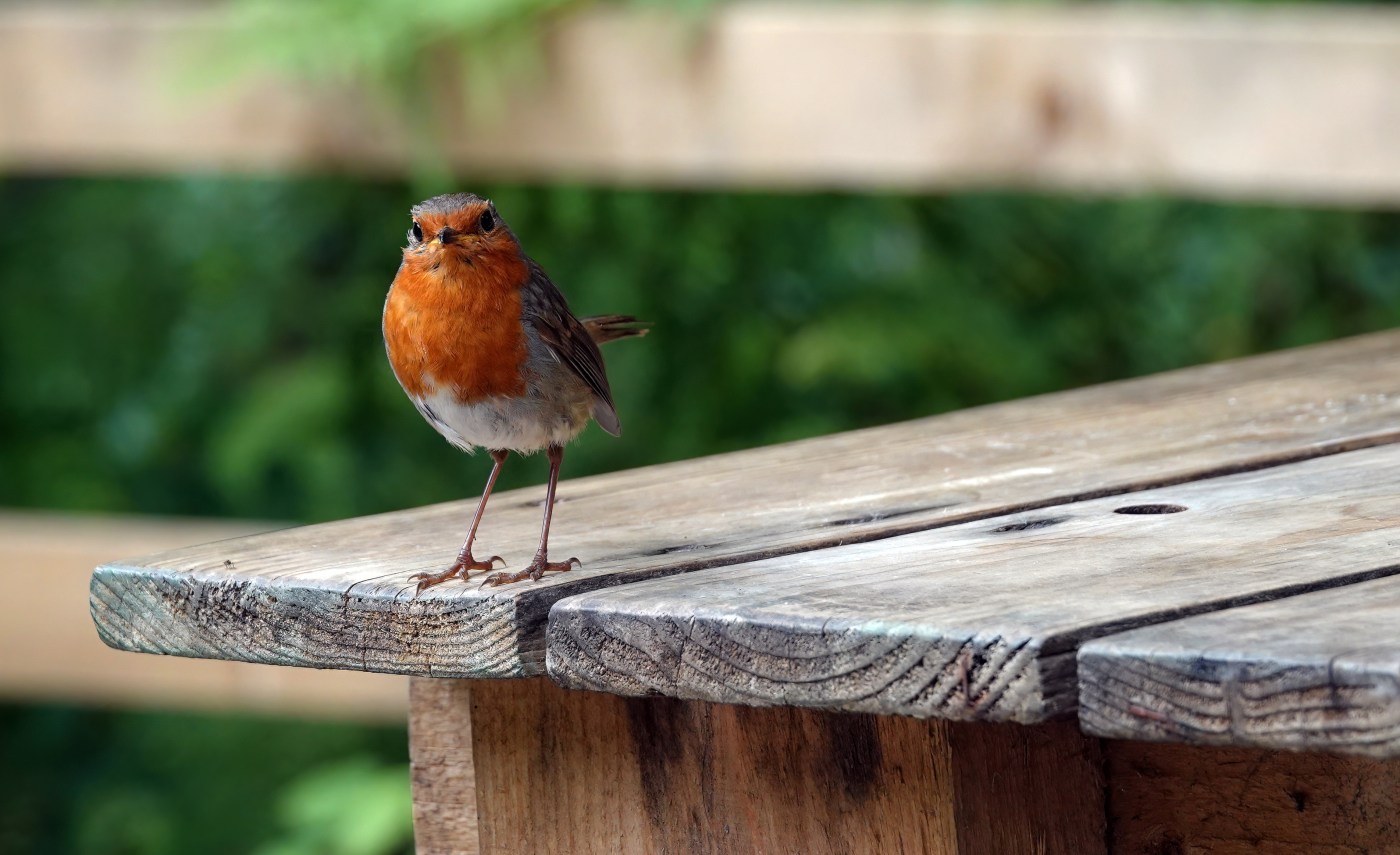 Why does this robin insist on repeatedly flying into a Moraga couple’s glass door?