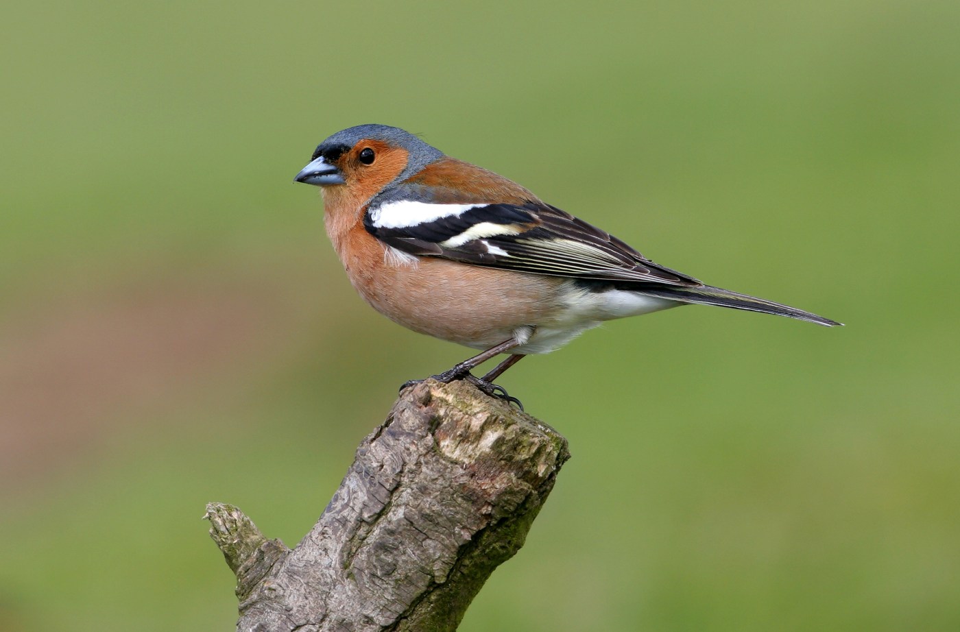 Is male Richmond house finch suffering from avian flu?