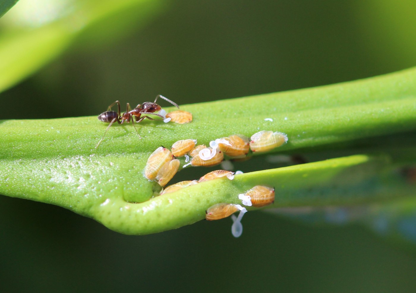 How to get rid of ants in your home