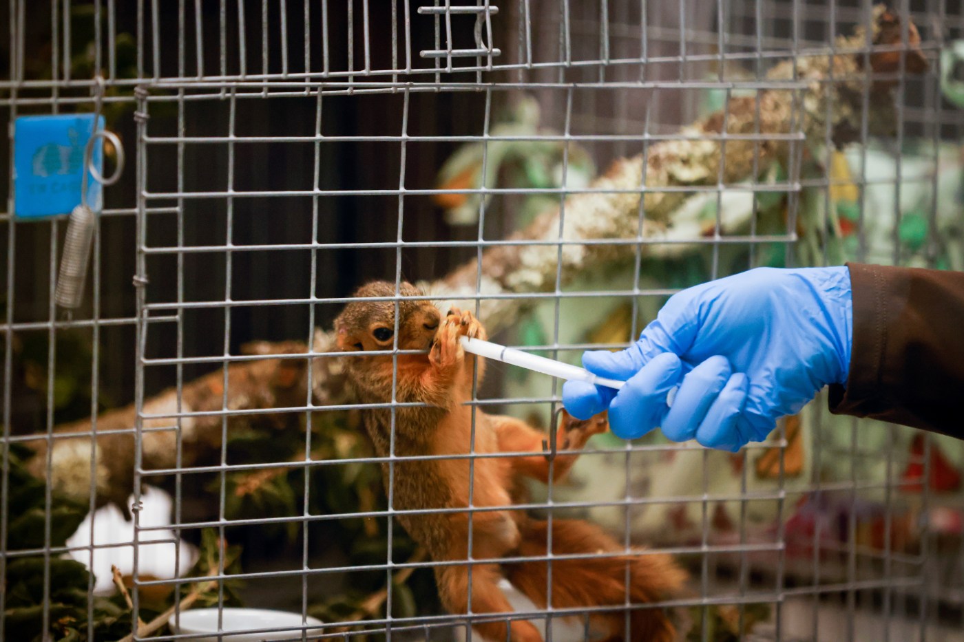 New Saratoga facility helps animals get back to the wild life