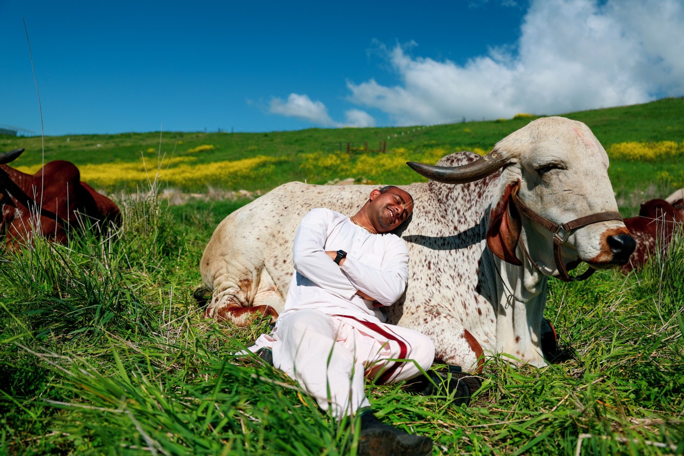 Heaven in Milpitas? Yes, and it’s all for the cows