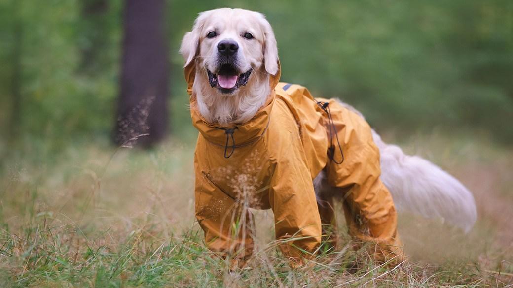 The best waterproof dog raincoats for rainy day walks