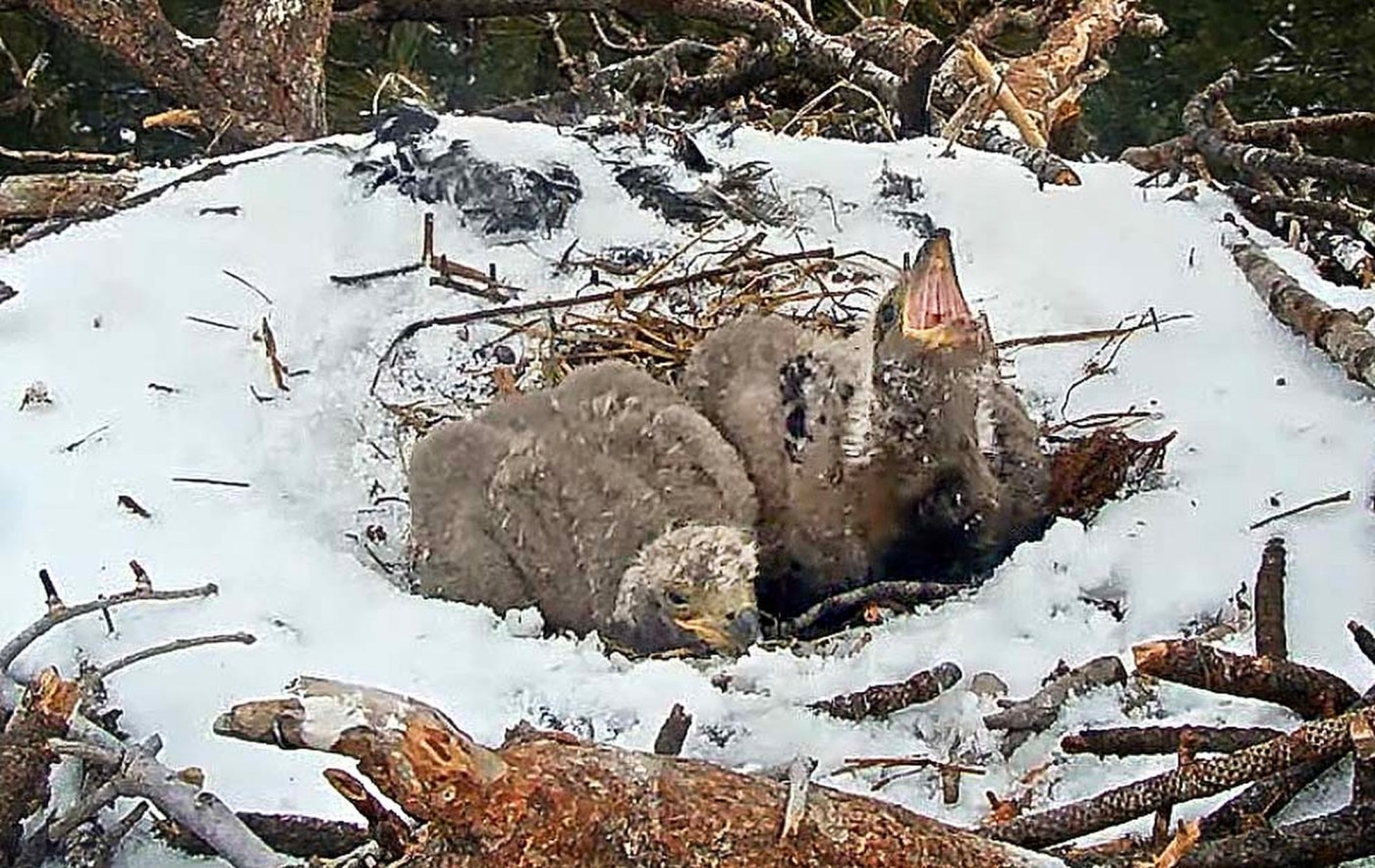 Big Bear bald eagle chicks now have their own names