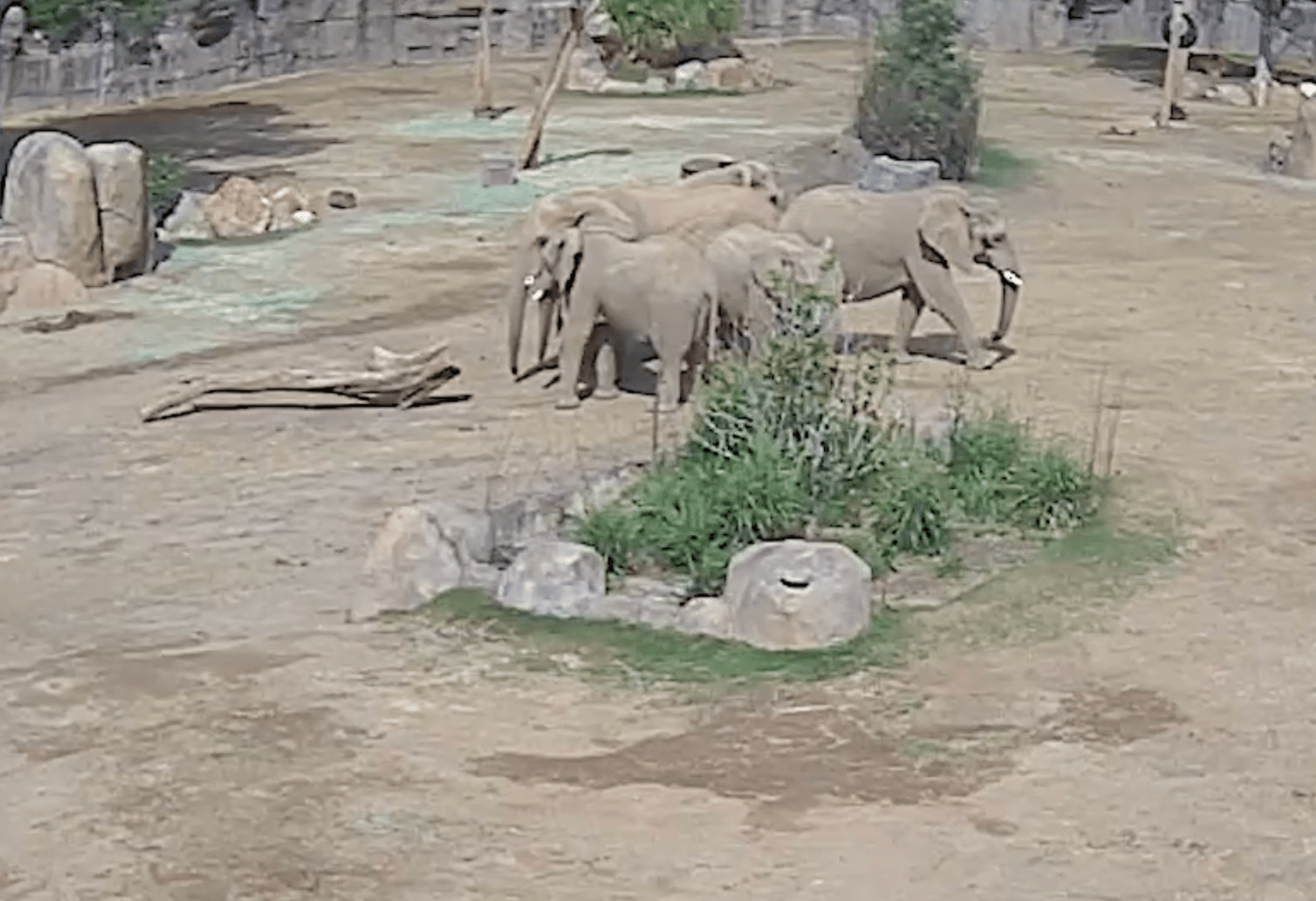 San Diego Safari Park video shows elephants forming ‘alert circle’ during quake