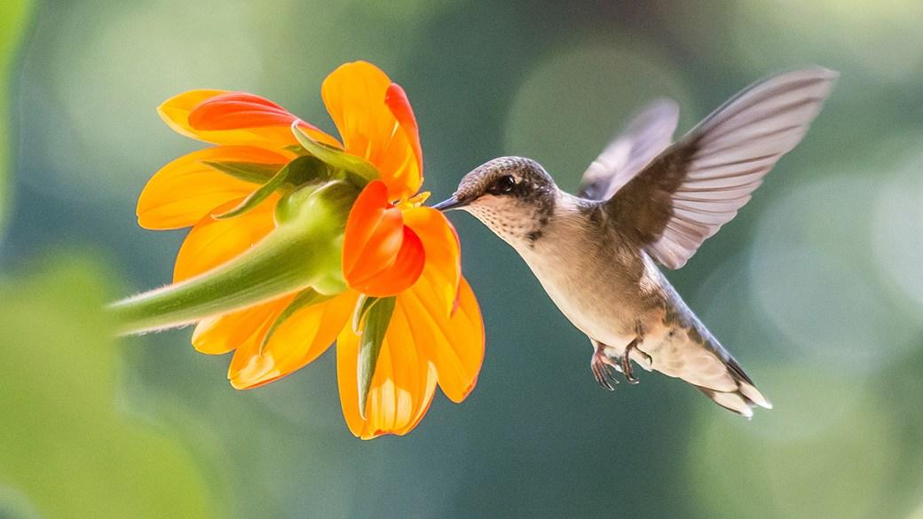 Hummingbird migration is here — this map will show you when they’ll be in your town