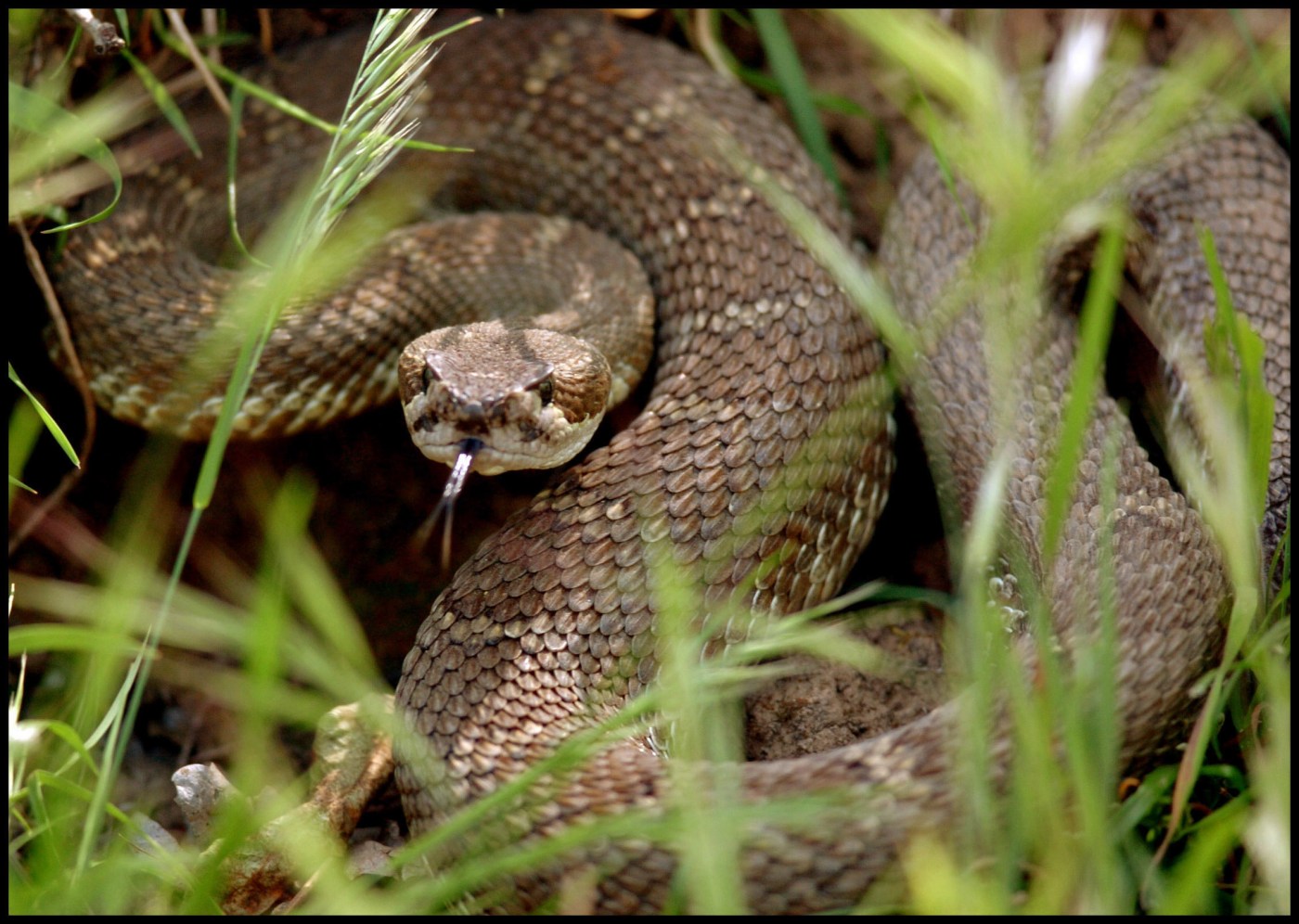 It’s officially rattlesnake season in the Bay Area