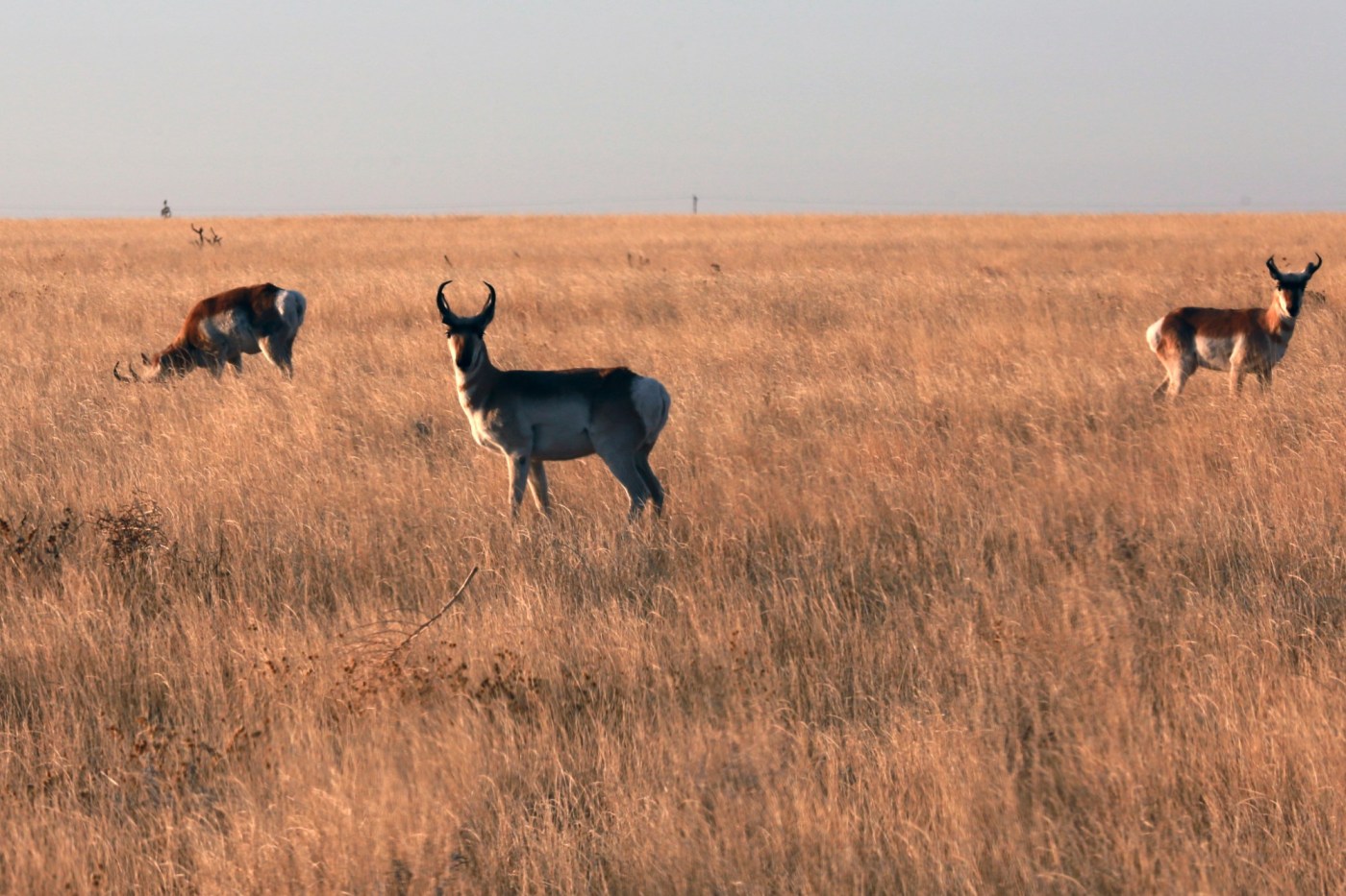 As states rethink wildlife management, New Mexico offers a new model