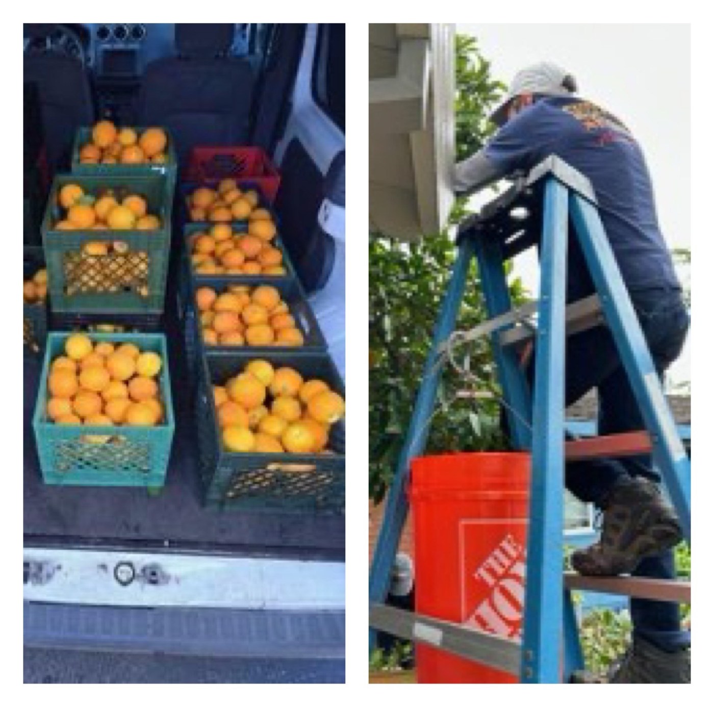 Cupertino fruit harvest yields 250 lbs. for local hunger relief