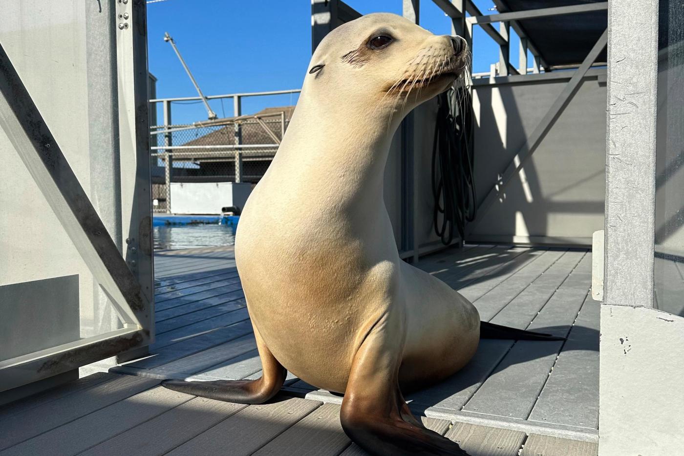Scientists once thought only humans could bob to music. Ronan the California sea lion helped prove them wrong