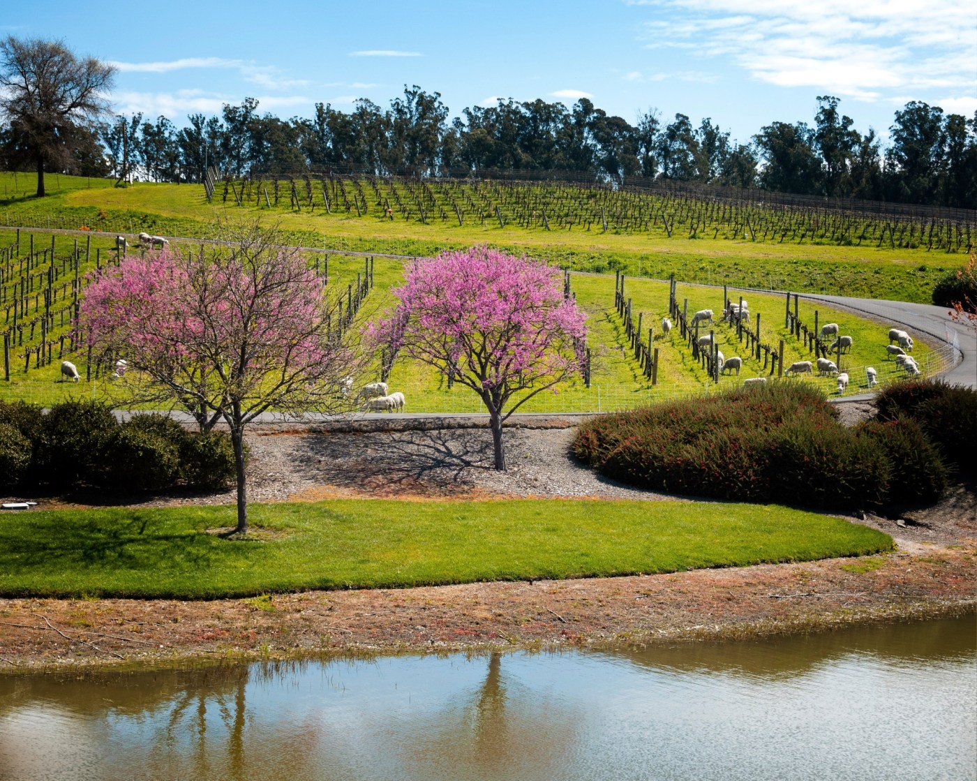 Bubbles, please: 4 great sparkling wines from Northern California