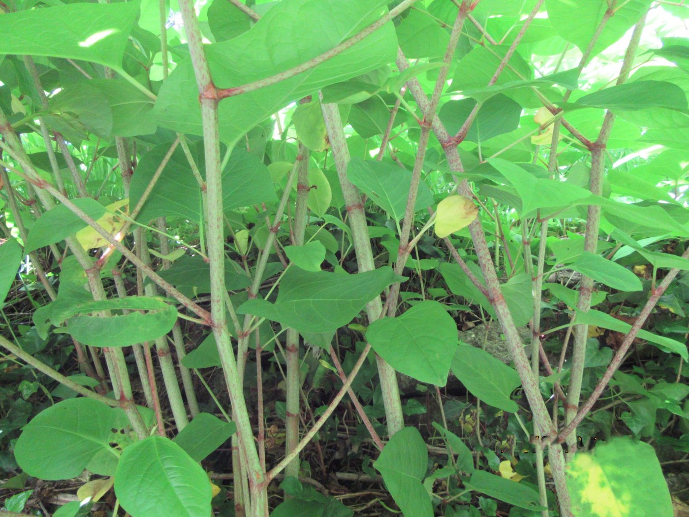 Invasive Japanese knotweed is not our friend