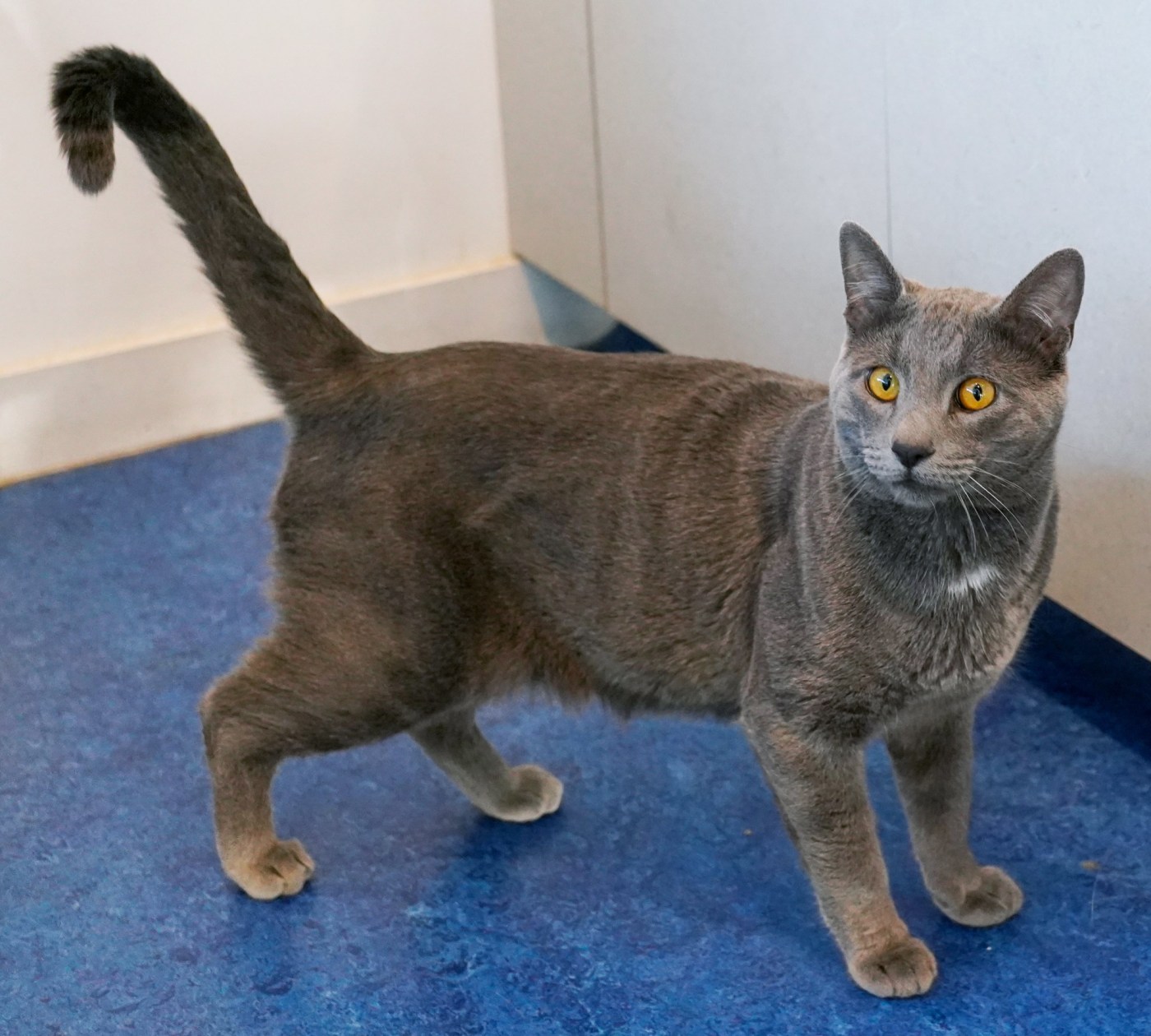 What to do if your cat goes missing