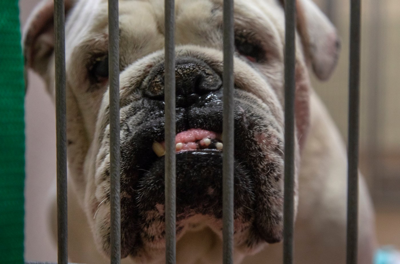 Letters: New leadership will unlock S.J. animal shelter reform