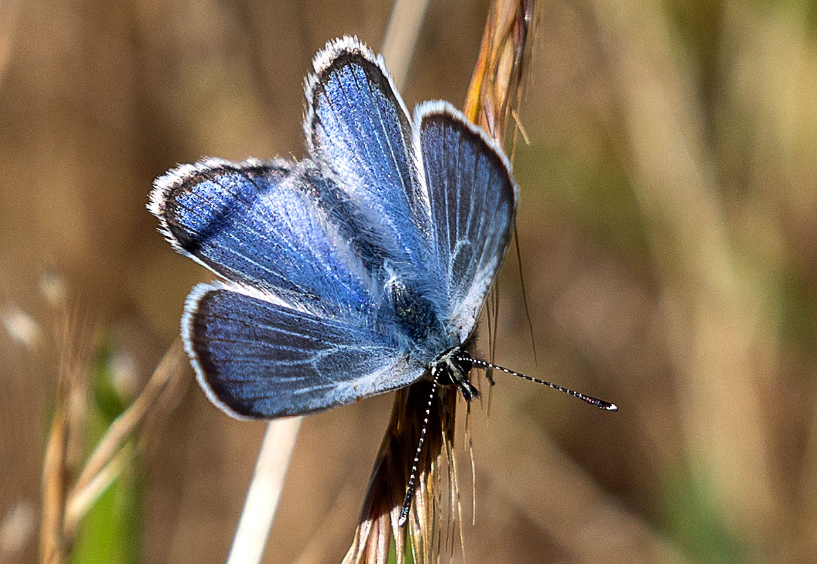Is there life after extinction? Some Bay Area scientists and conservationists are trying to find out