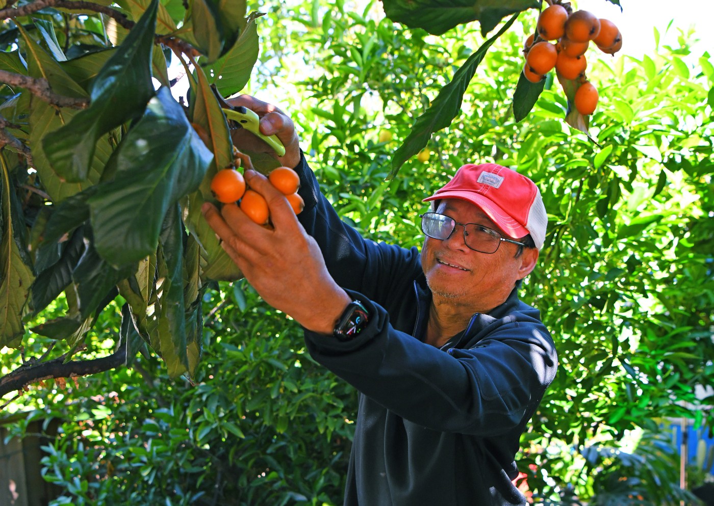 The Bay Area can’t get enough of this unique springtime fruit