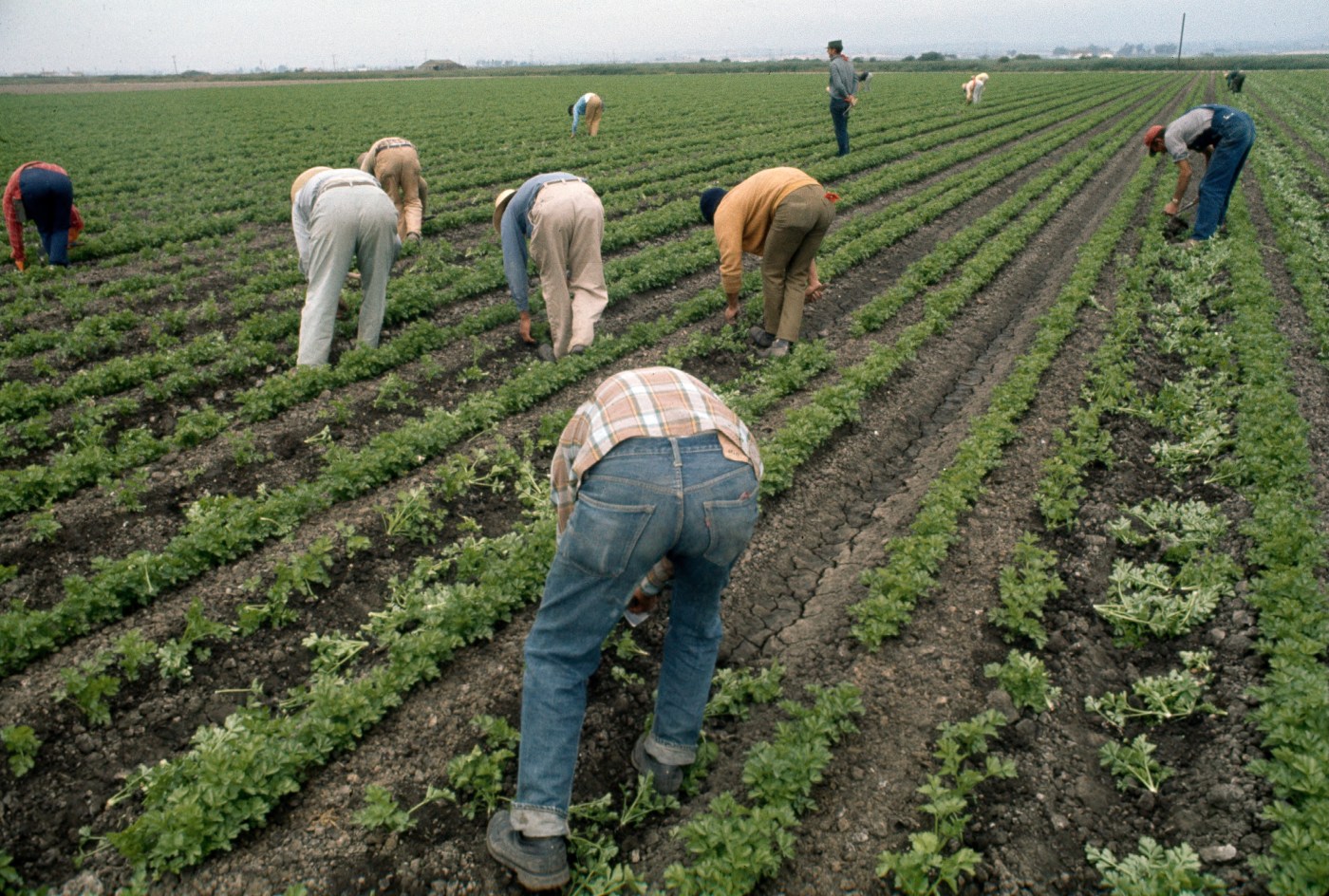 Opinion: Farmworker victory ending use of “El Cortito” 50 years ago provides empowering lesson