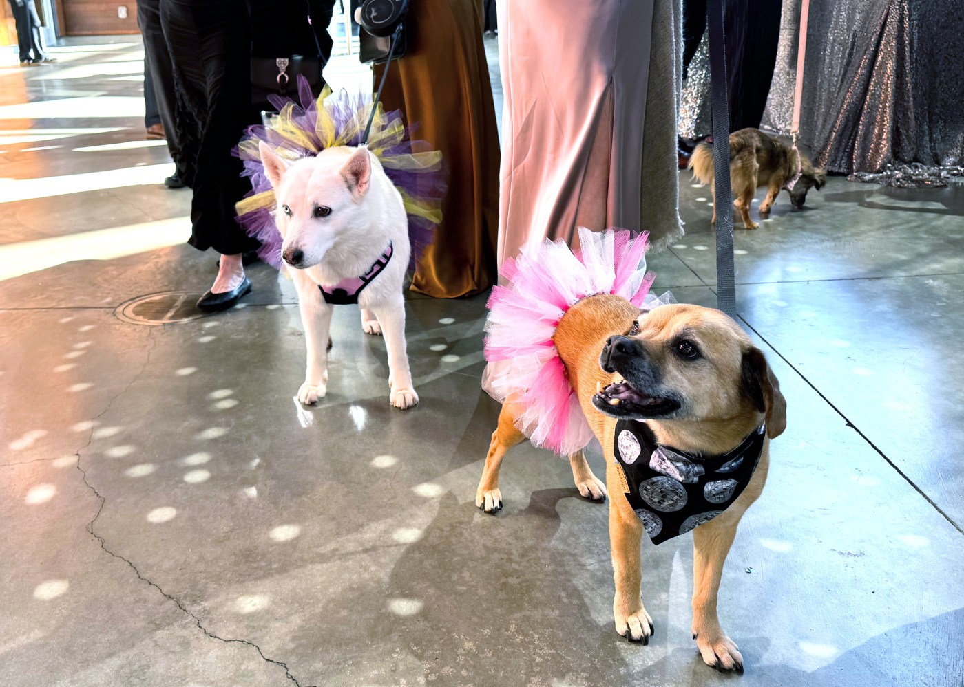 Dogs get glammed up for Humane Society Silicon Valley’s Fur Ball