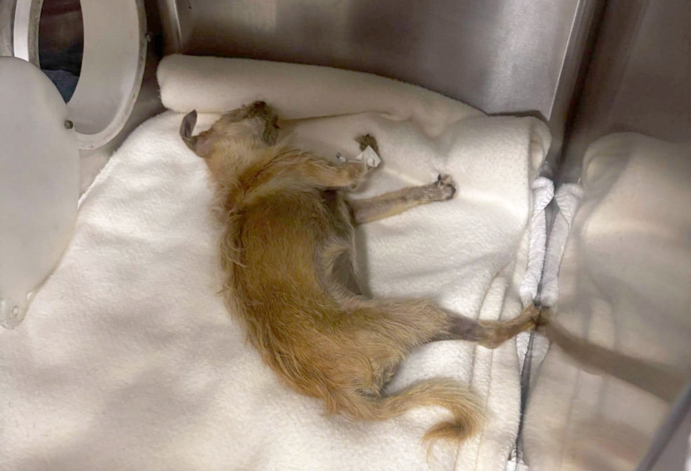 Union raises concerns about scapegoating, retaliation after death at San Jose animal shelter