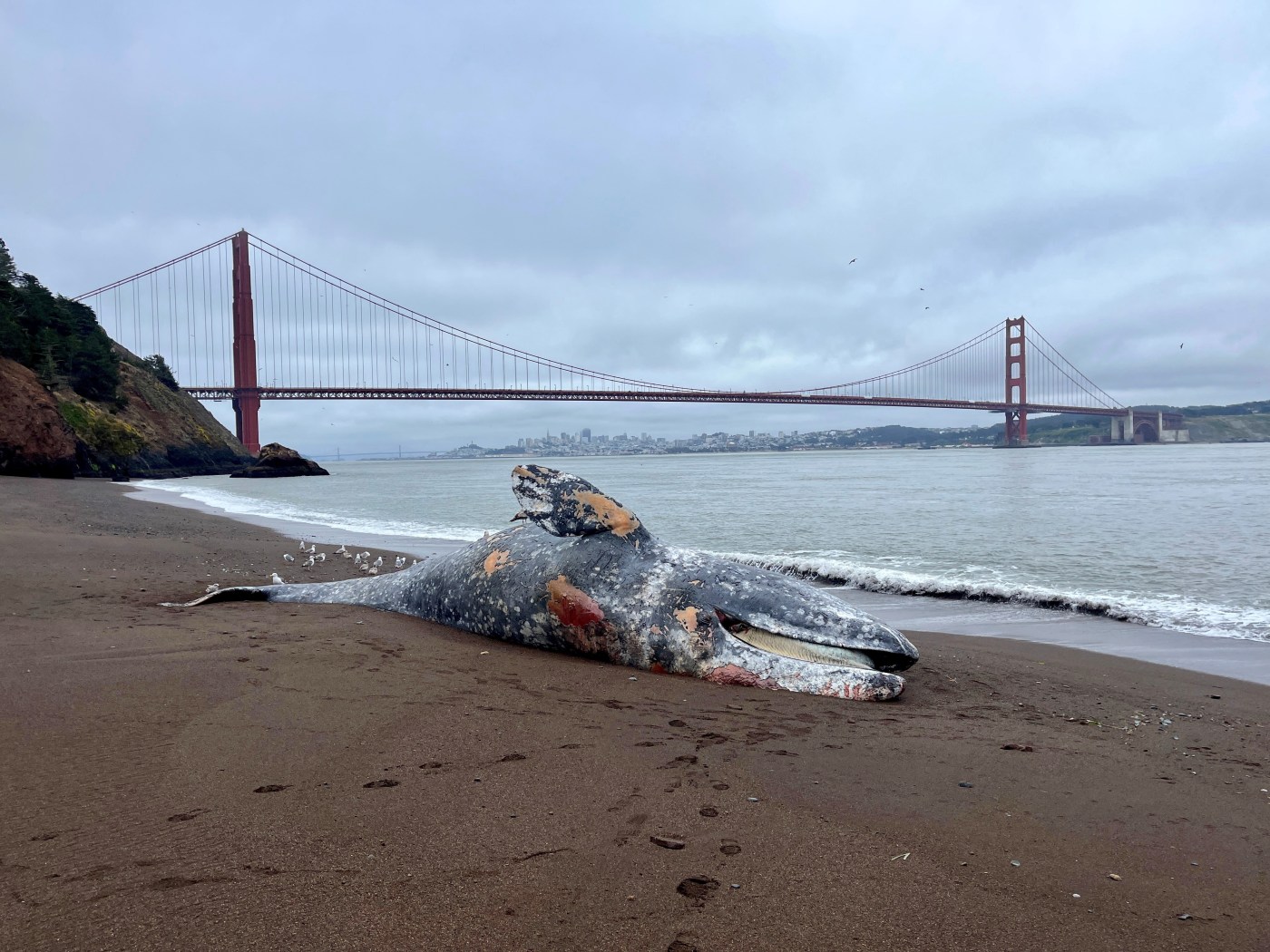 Five gray whales wash up dead around San Francisco Bay in one week