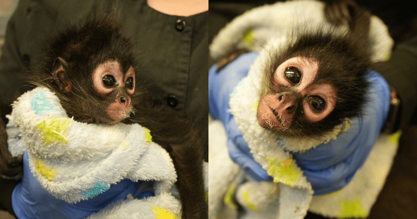 Meth, spider monkey, rattlesnakes seized after Bay Area traffic stop, home search