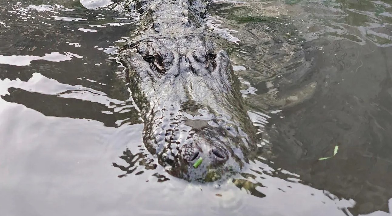 Alligator that starred in ‘Happy Gilmore’ dies of old age in Colorado