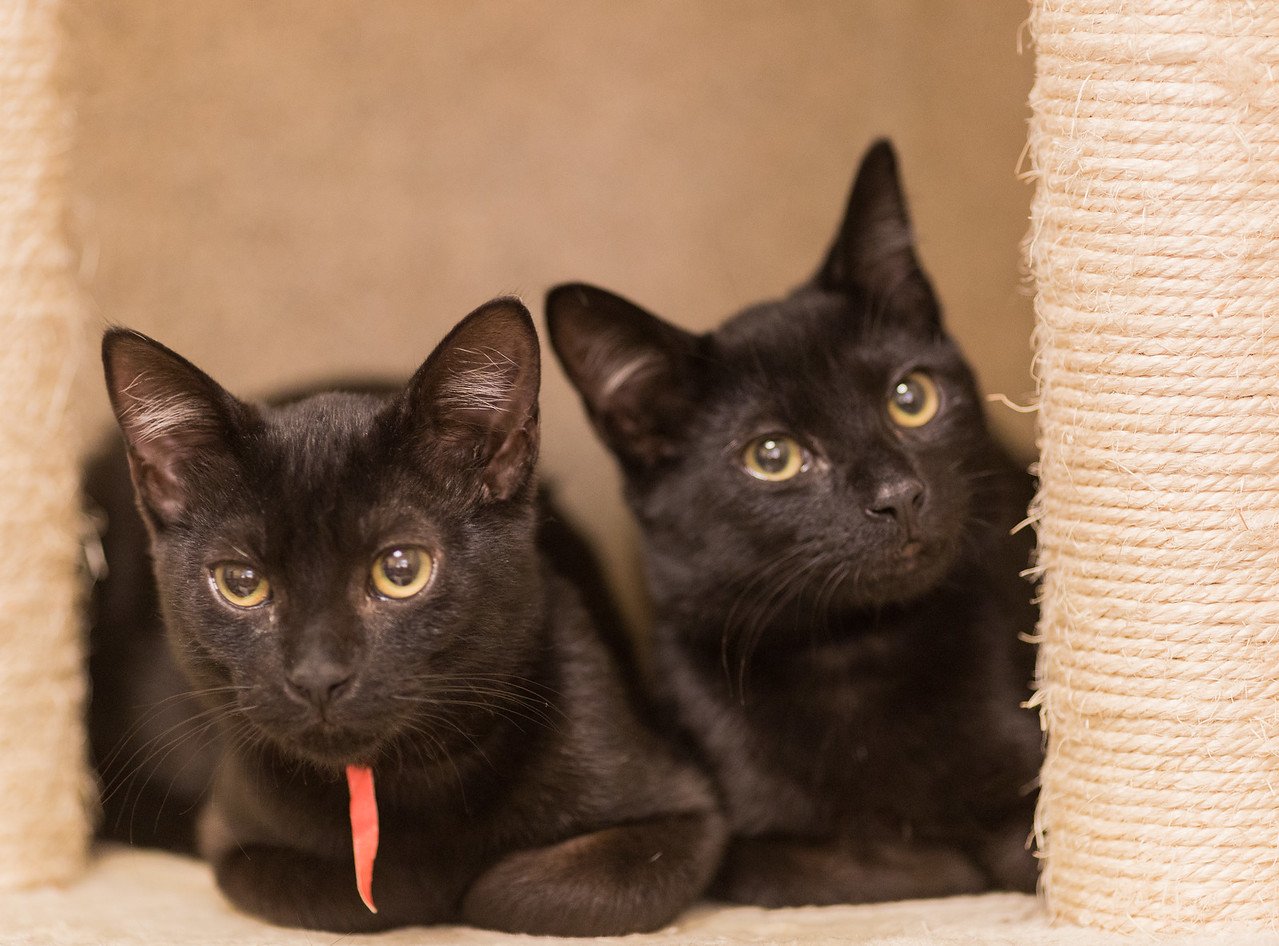 Humane Society Silicon Valley pauses kitten intake