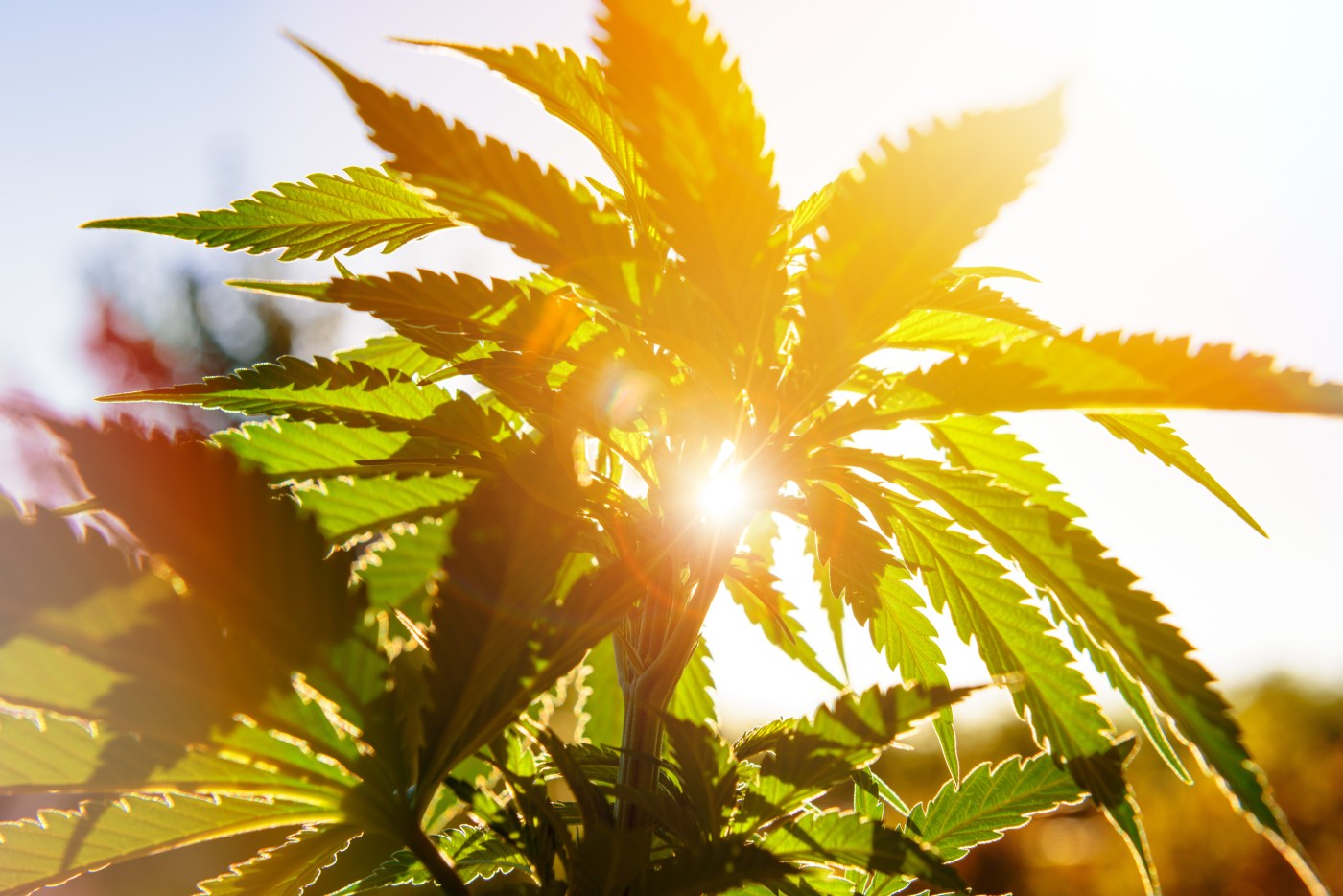 Blazing into Summer: June 2025 Cannabis Trends You Need to Know