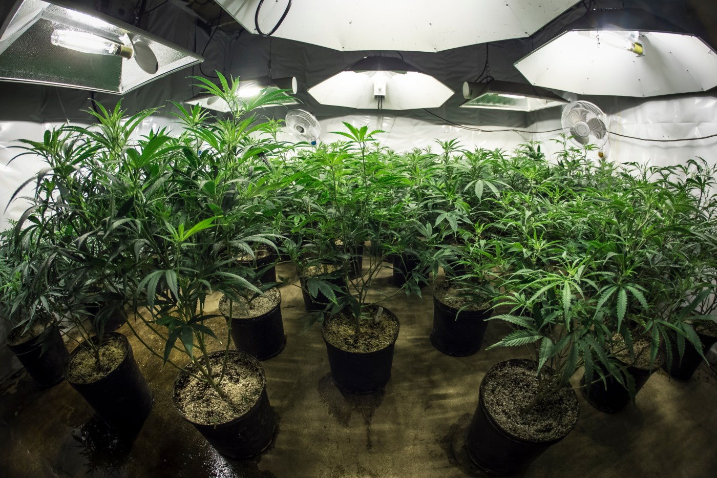 Fight against illegal pot grows continues