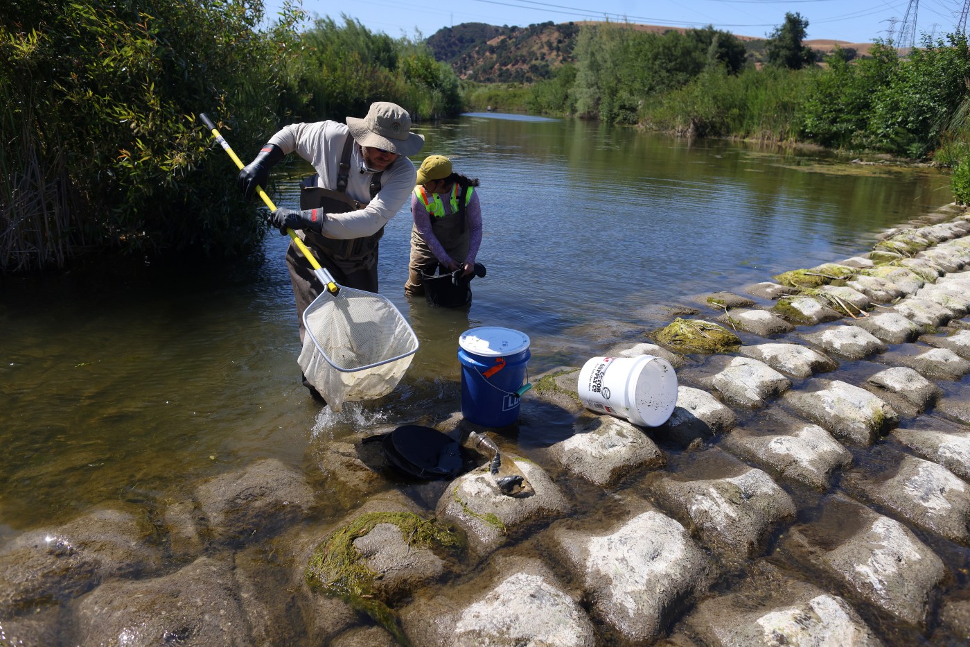 Fish restoration in Alameda Creek nears completion