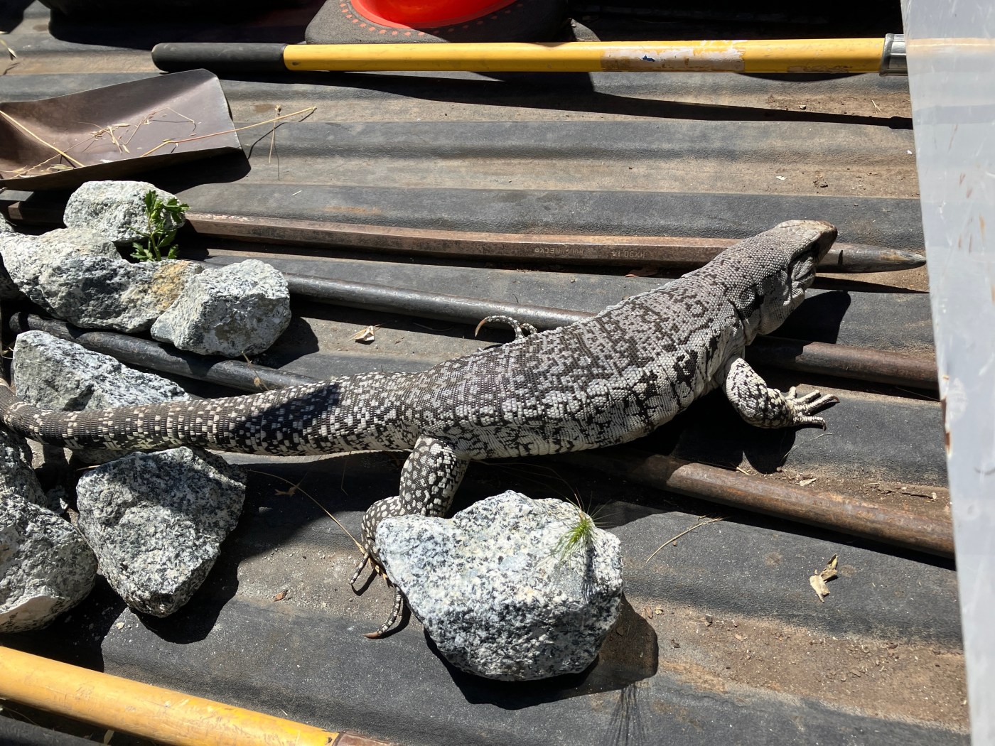 Santa Clara park rangers lasso large loose lizard