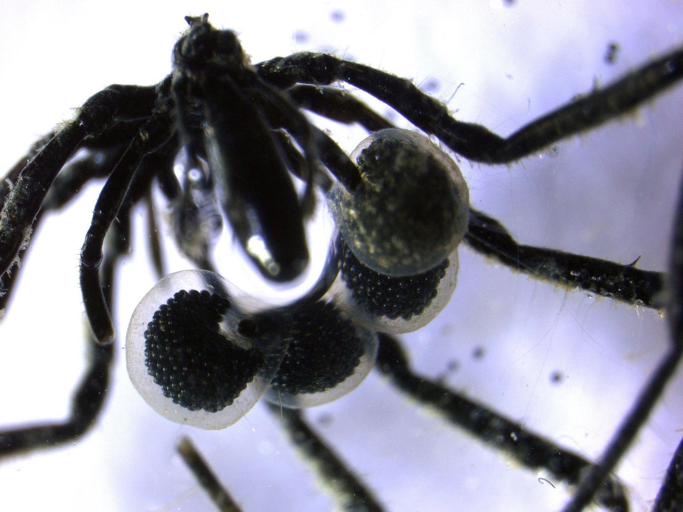 First methane-powered sea spiders found crawling off California coast