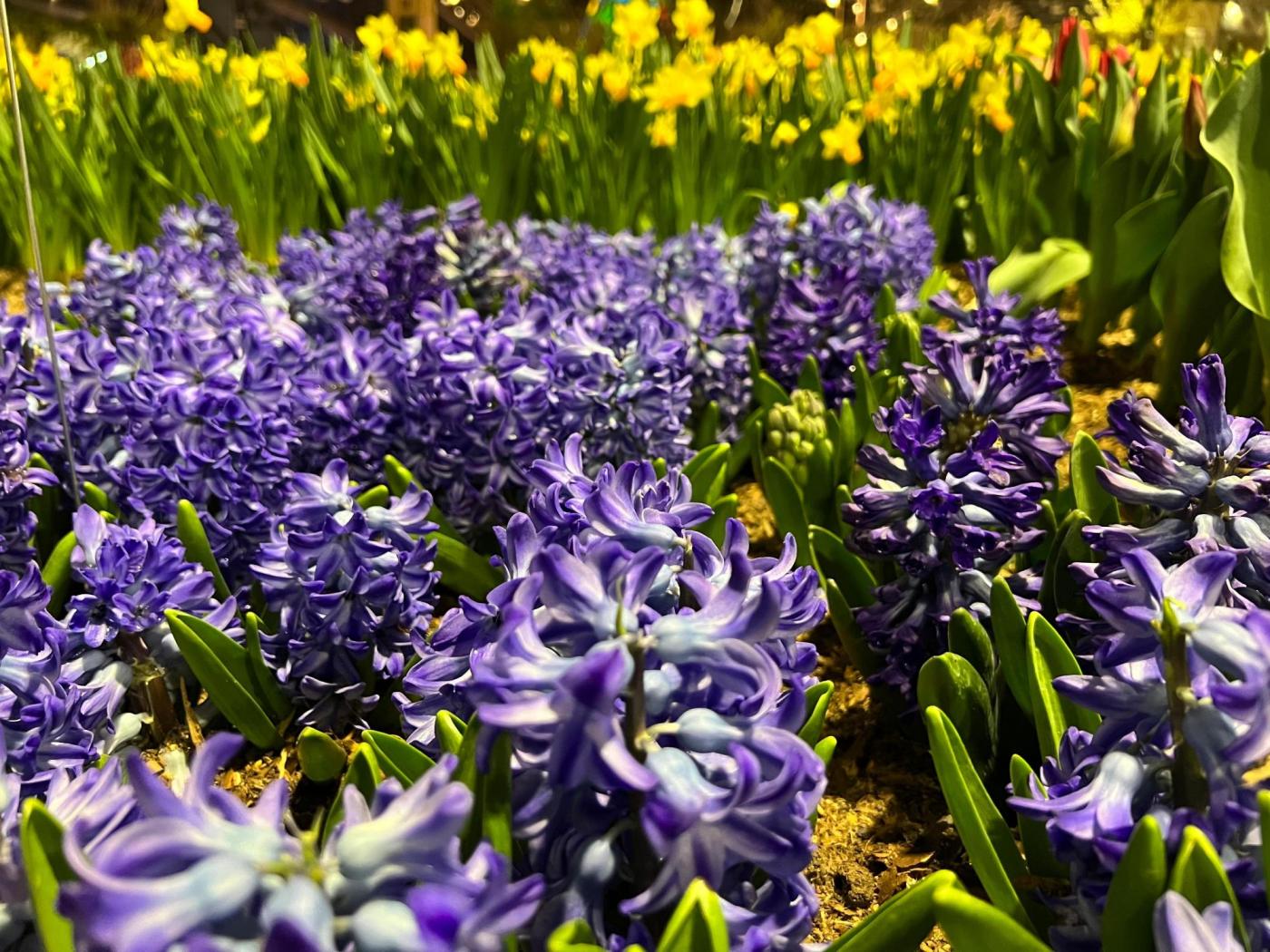 Want your garden to smell as good as it looks? These flowers can do the job