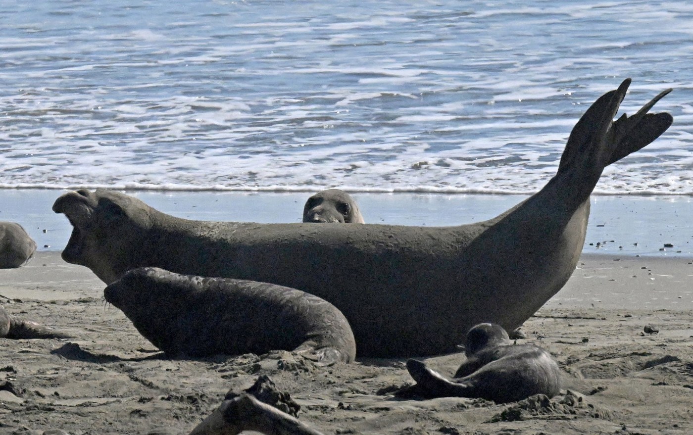 Marine Mammal Center logs worrisome wildlife disturbances