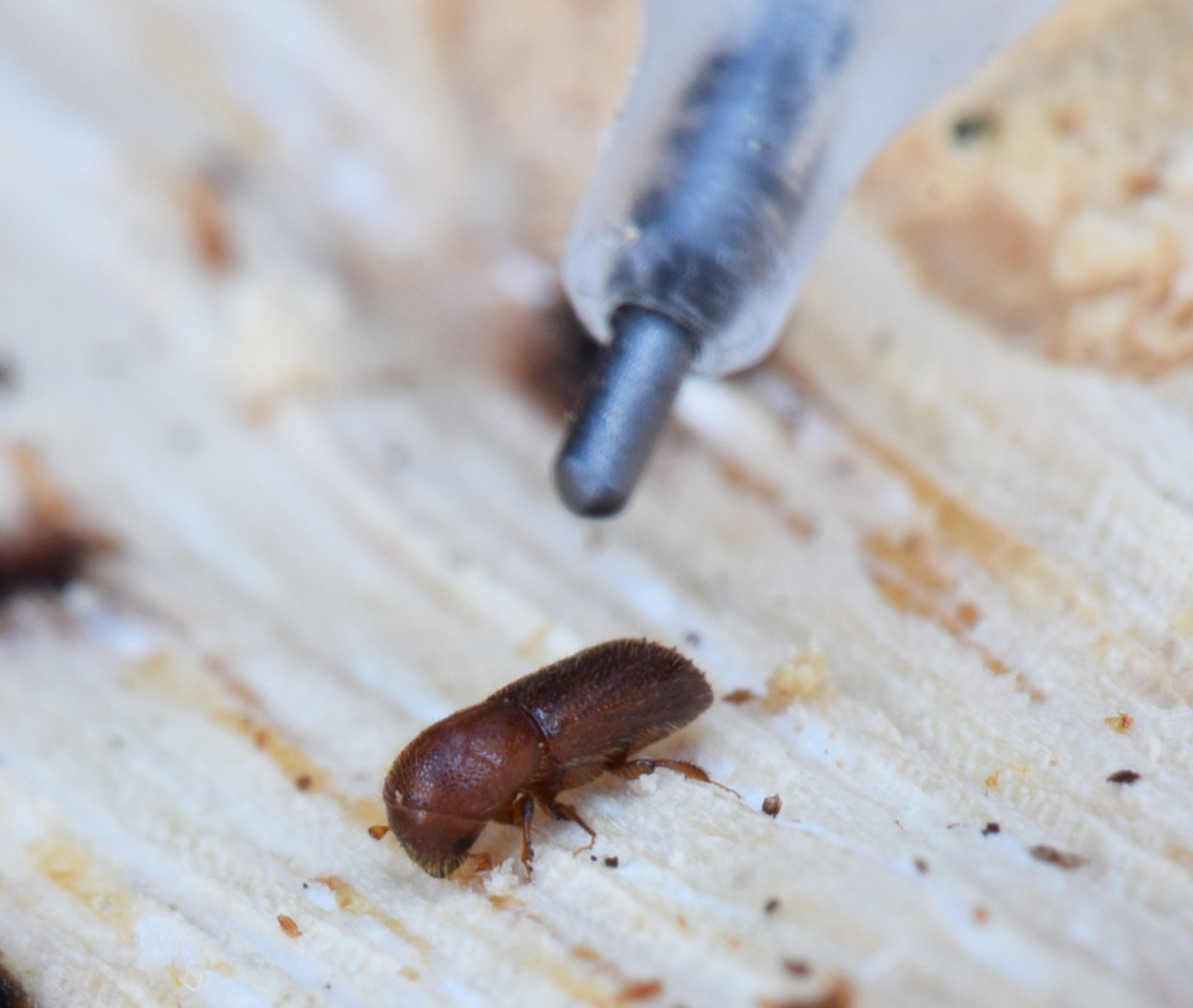 Bay Area county officials report invasive, oak-threatening beetles