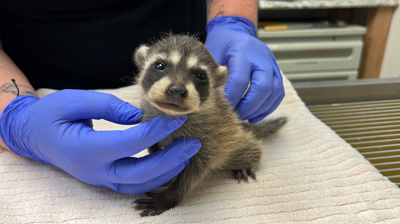 Bay Area wildlife hospital seeing an influx of baby animals