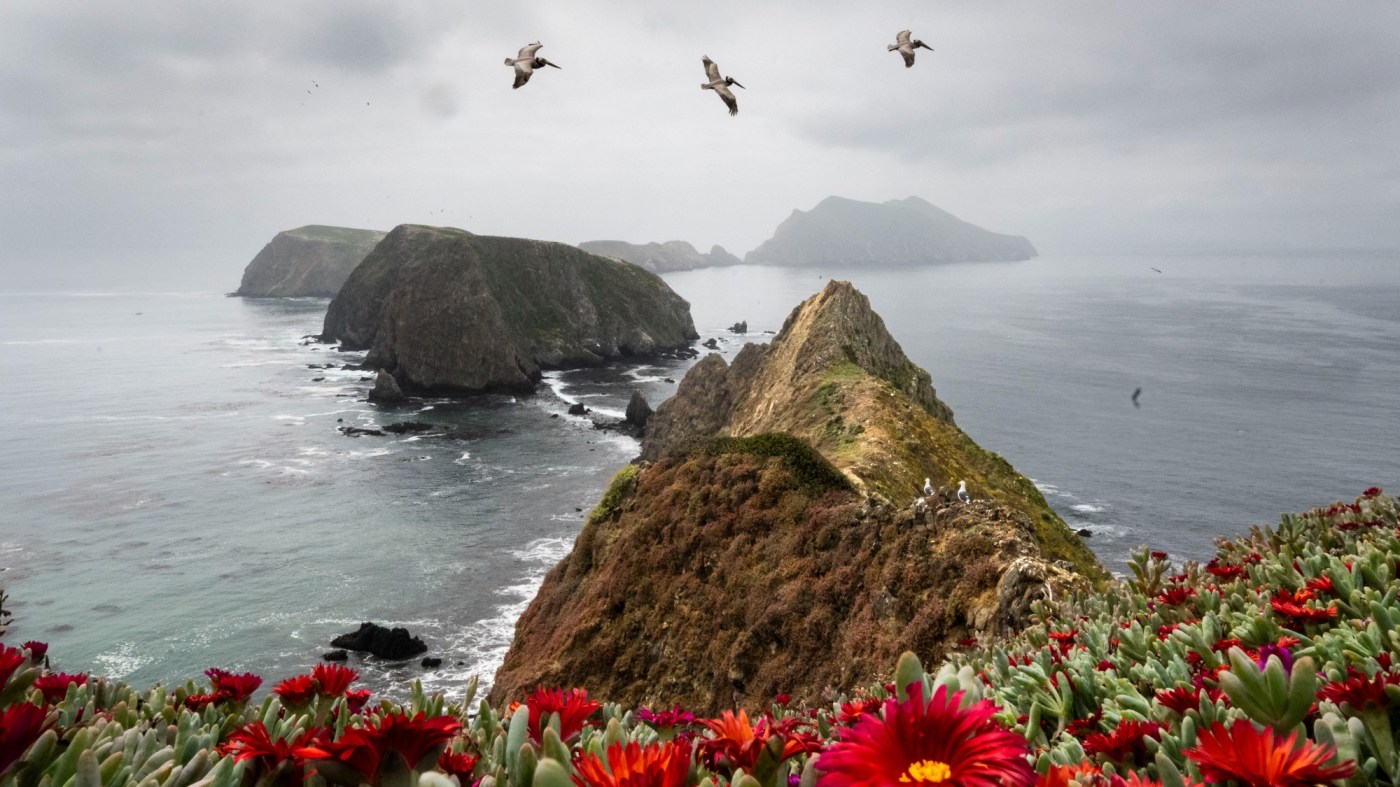 Explore the rugged beauty of Channel Islands National Park’s Anacapa Island