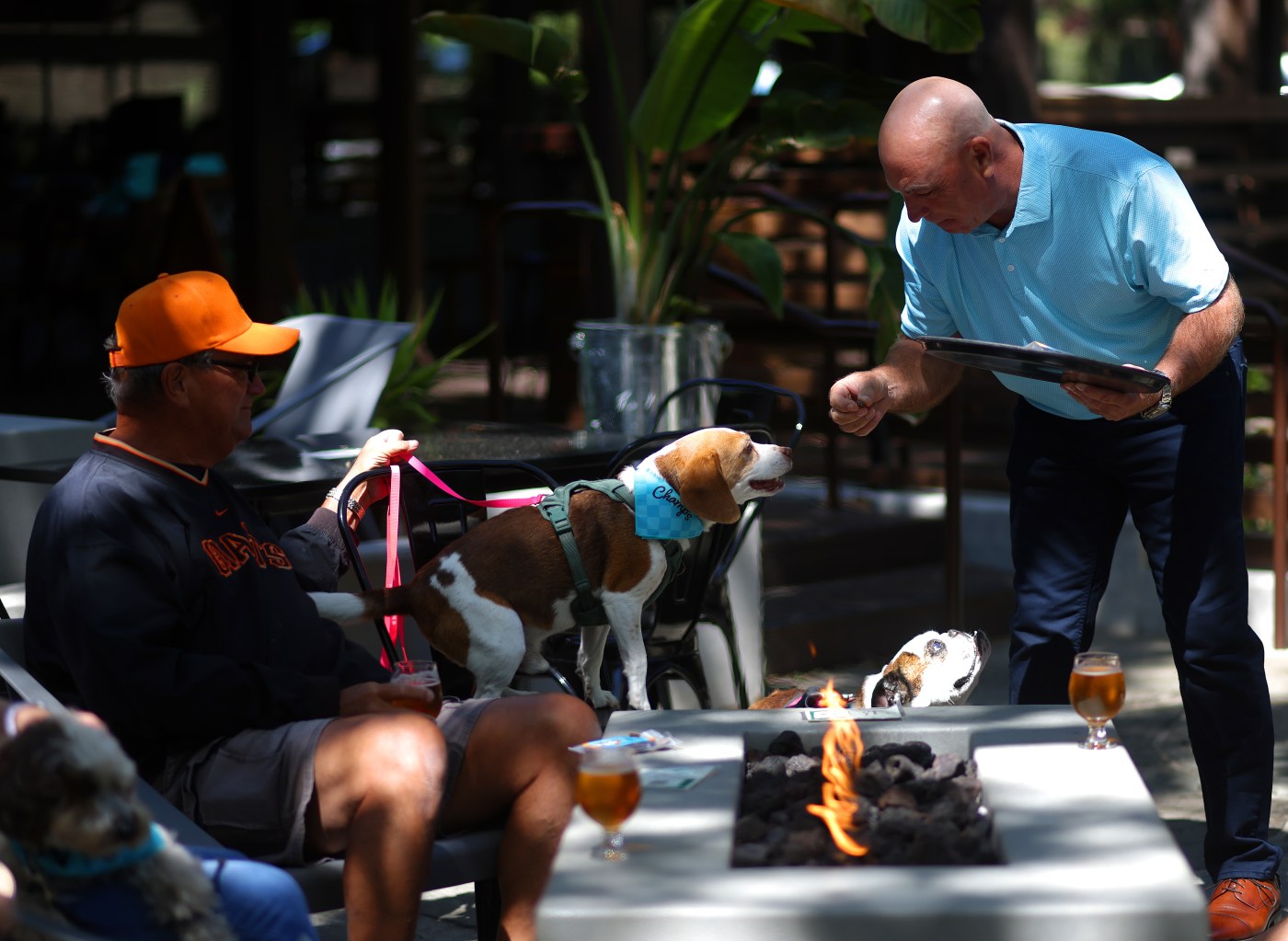 Founder of new Danville dog treat company explains hot trends in pet food industry