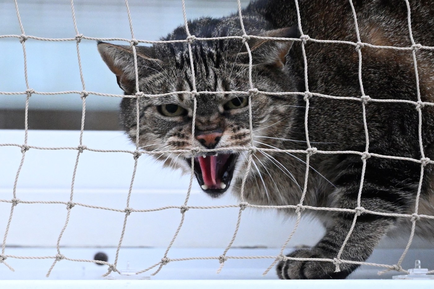 Why did the normally mellow Mountain View cat suddenly attack his owner?